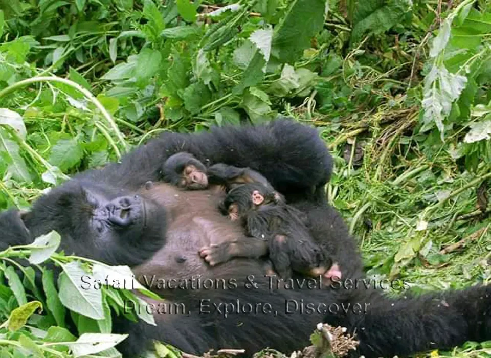Gorilla Safaris Uganda Tours