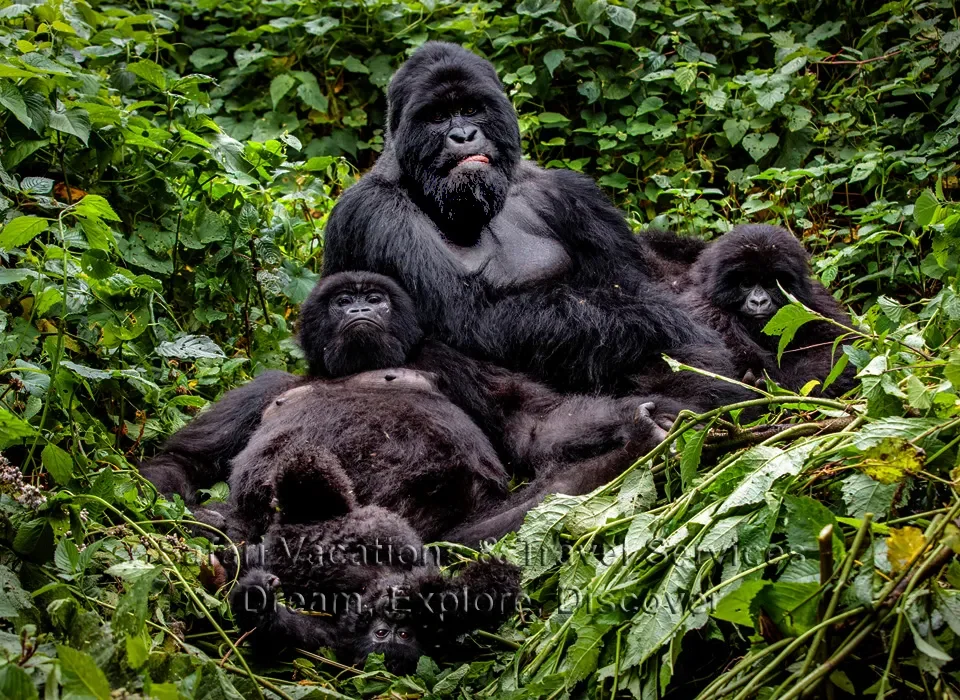 Steps to See Gorillas in Uganda and Rwanda