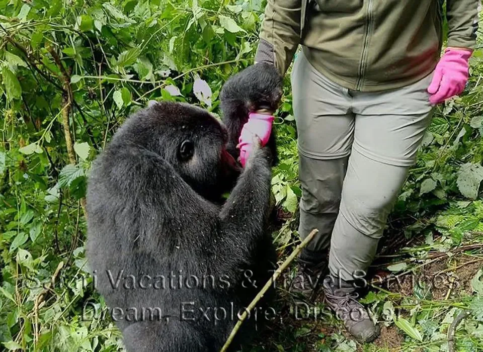 Uganda Gorilla Tours from South Africa 