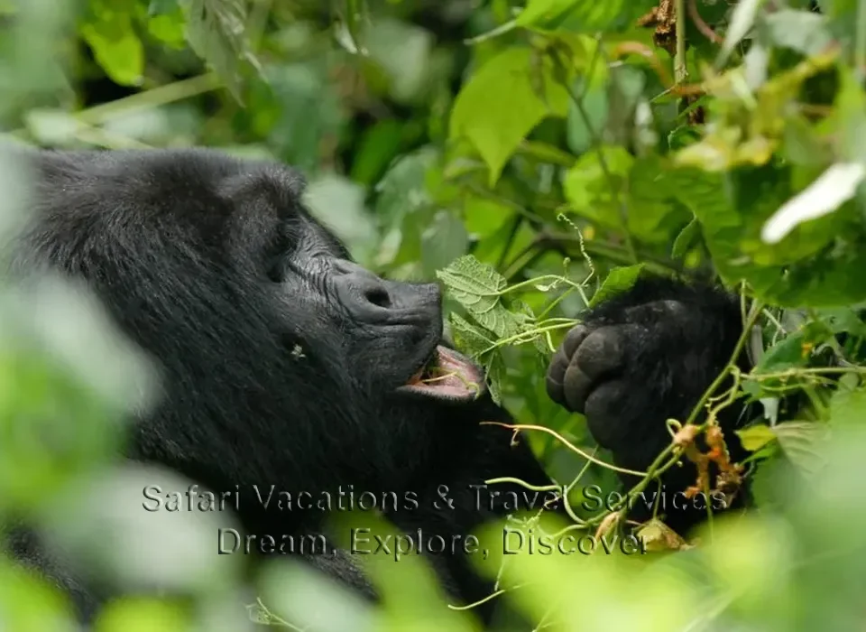 2 Days Uganda Gorilla Tour