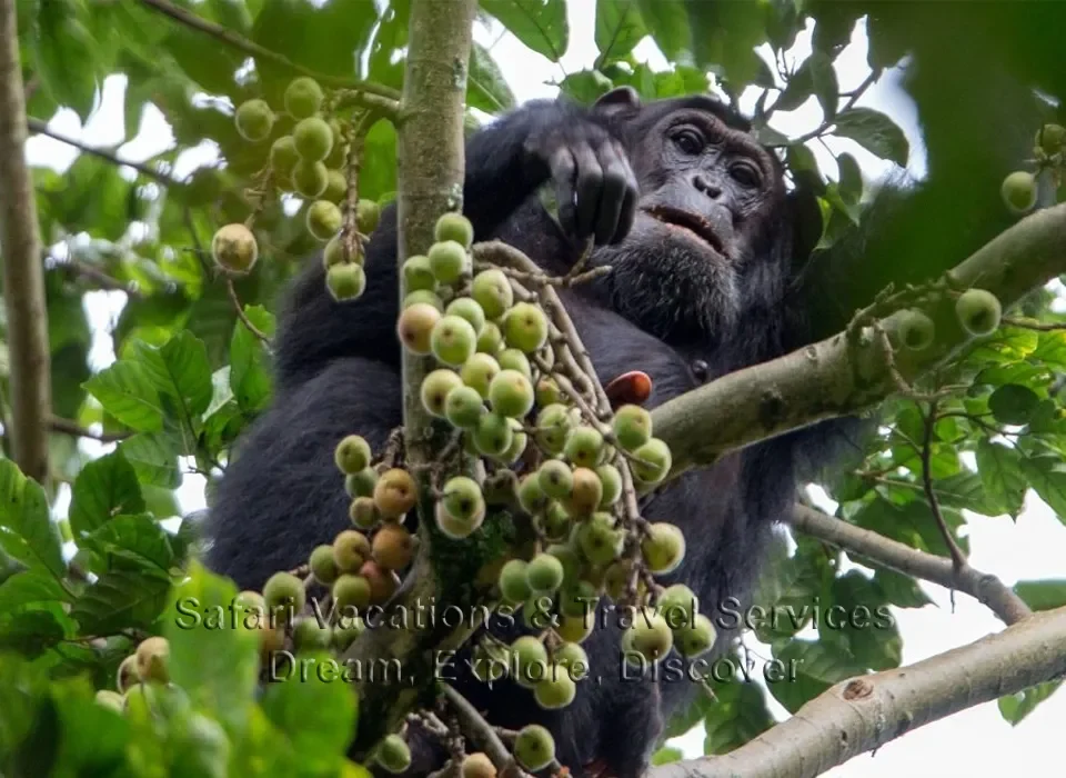 Gorilla Trekking in Bwindi from Ntungamo