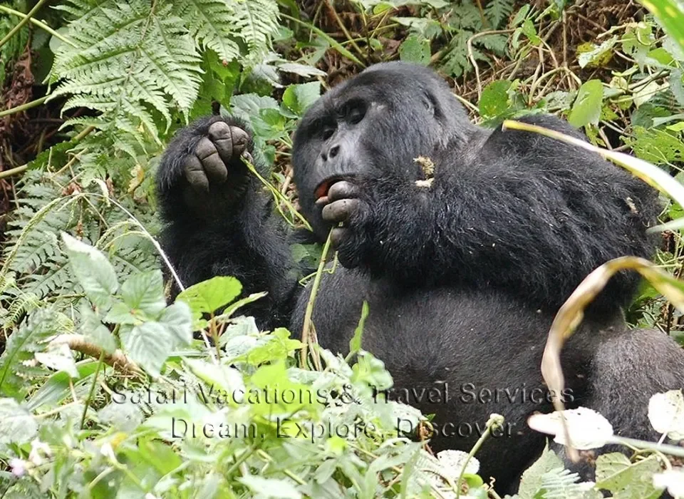 Gorilla Trekking in Uganda and Rwanda