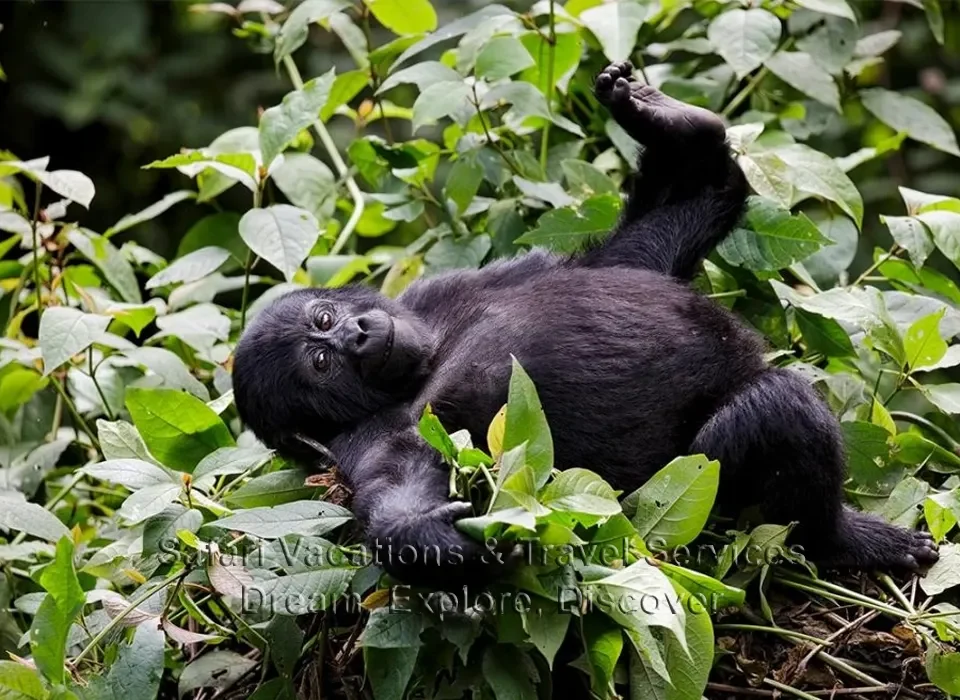 Where to stay during gorilla trekking in Kahuzi Biega National Park