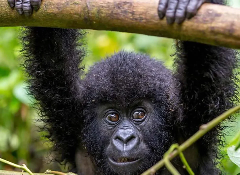 Traveling to Rwanda for a Gorilla safari