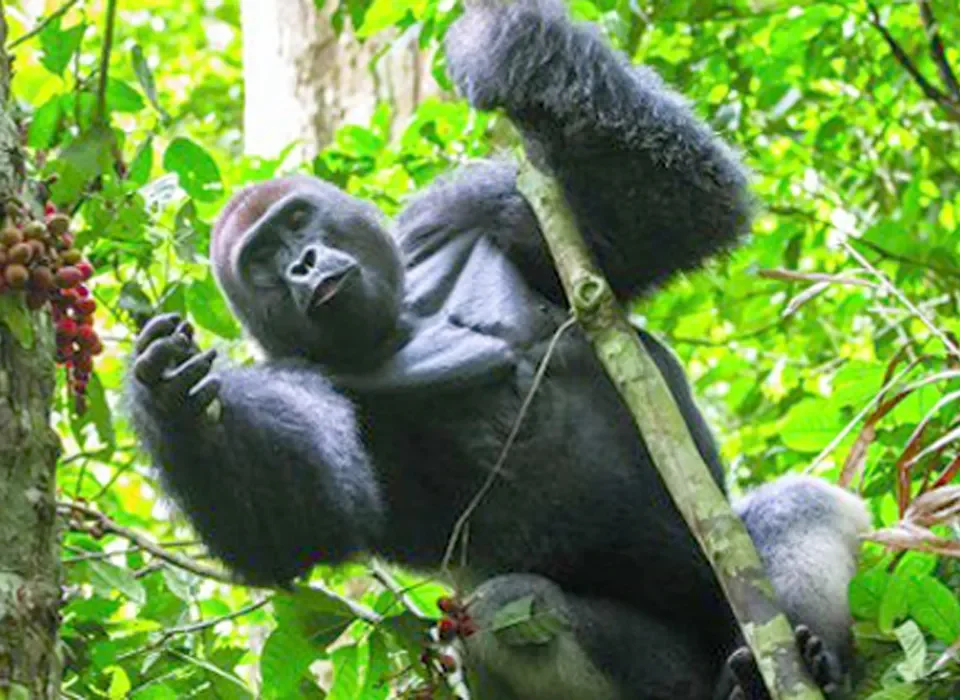 Visiting Gorillas in Africa 2024