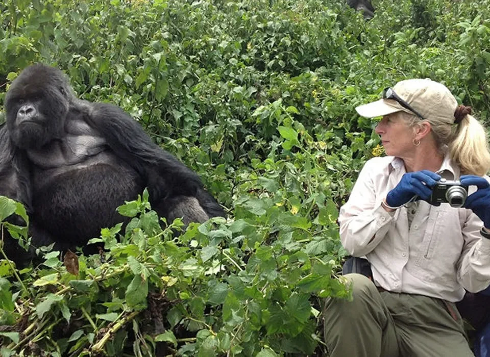 Luxury Gorilla Habituation Experience