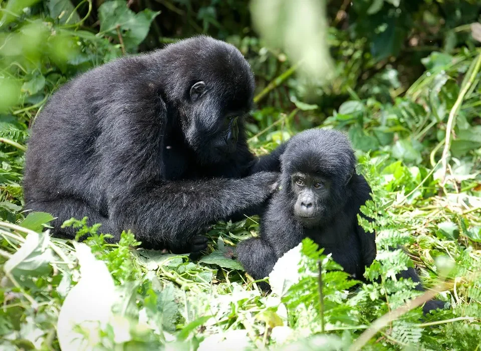 End of Year Gorilla Trekking