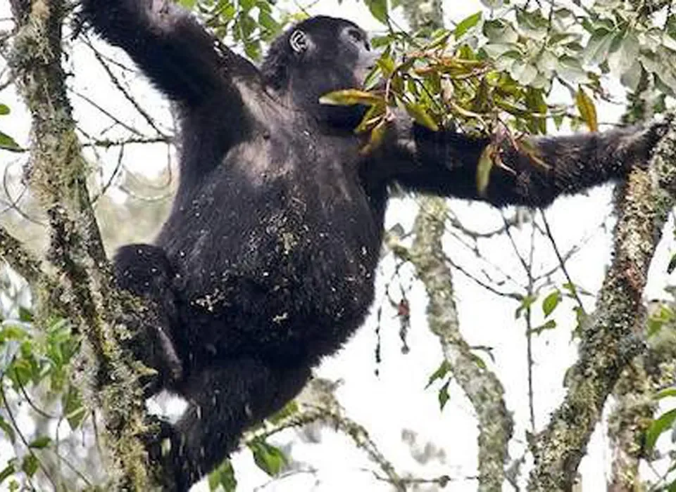 Gorilla and Chimp Tracking Safari