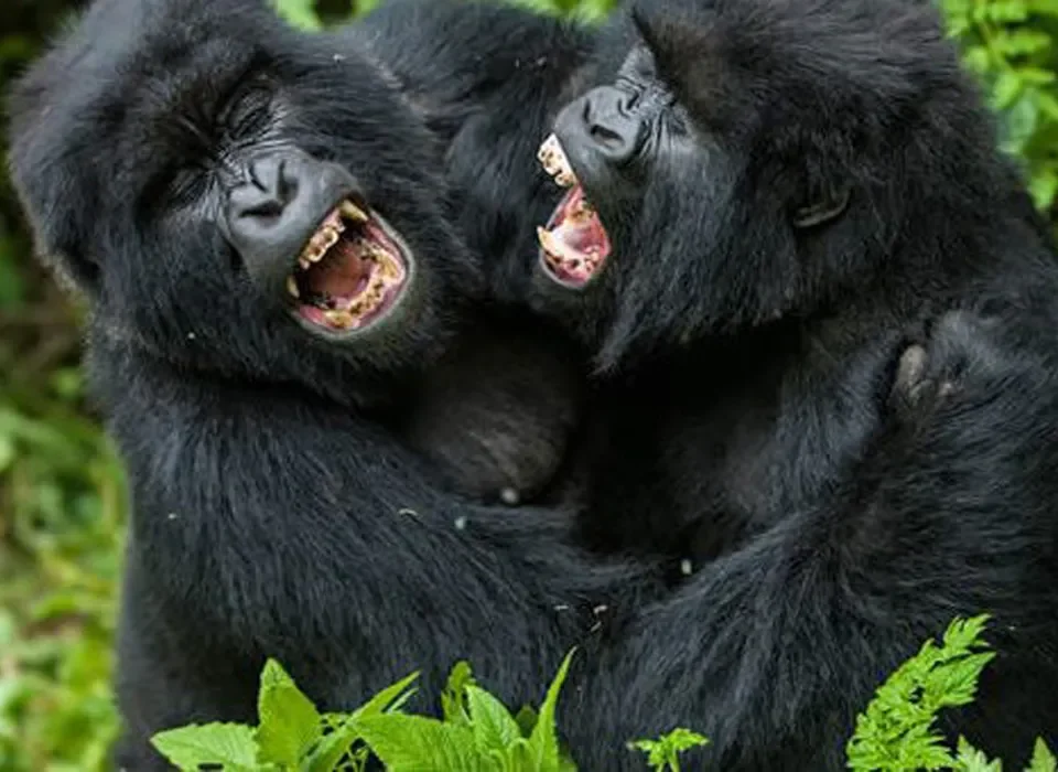 Gorilla Trekking in Bwindi Impenetrable Forest