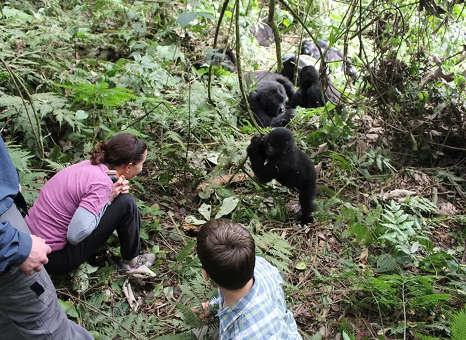 Gorilla Trekking alititude in Rushaga