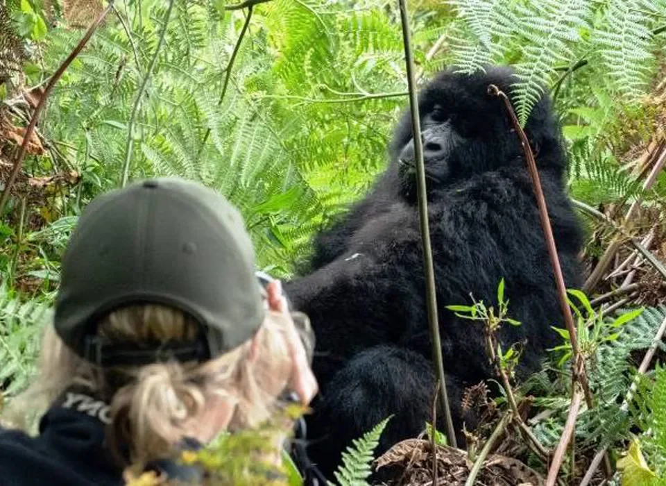 Gorilla Trekking in Bwindi from Mgahinga 