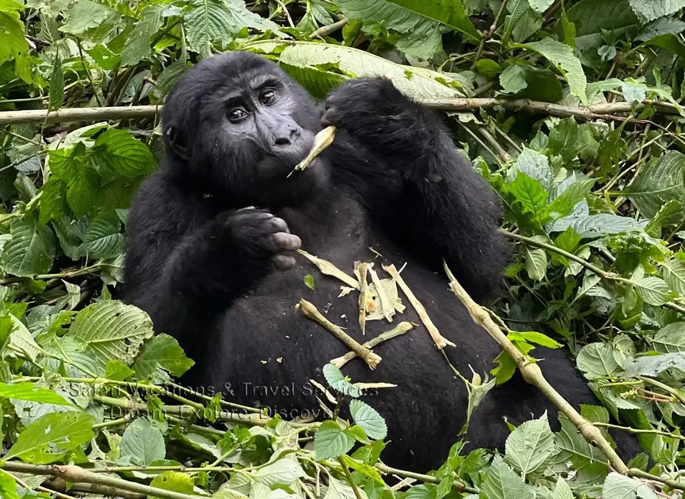Gorilla Trekking from Mirama Hills