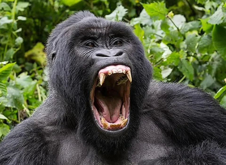Why Gorilla Trekking in Rwanda