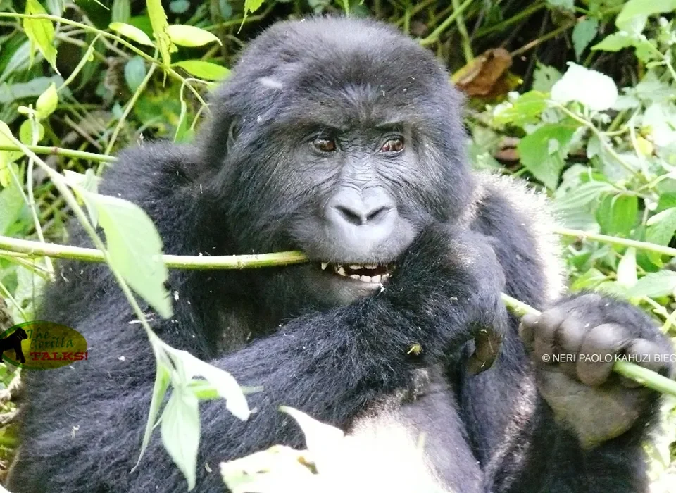 Nkuringo Gorilla Safari from Kigali