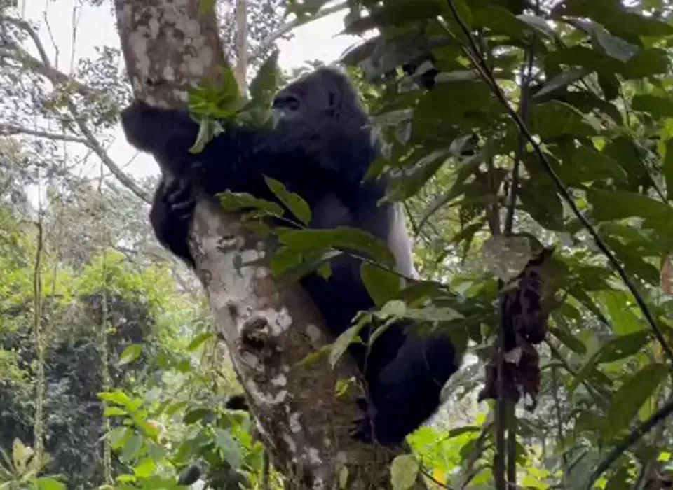 What makes Rwanda the best place for Gorillas