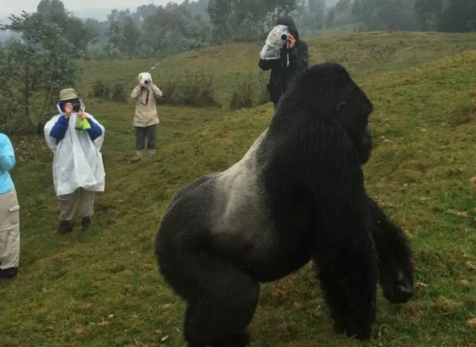 Gorilla Trekking Altitude and Acclimatization Guide 