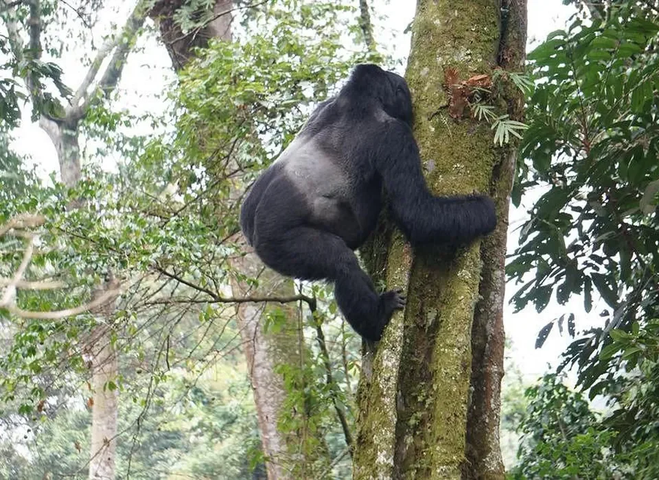 Gorilla Tours in Uganda