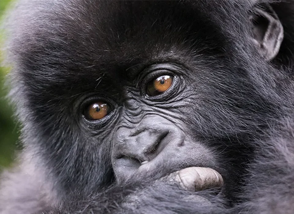 Gorilla Tracking Tours from Cameroon