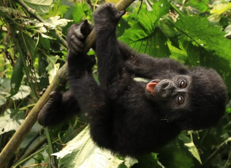 Travelling to Congo for Gorilla safari