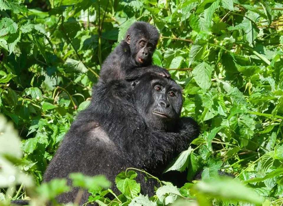 Gorilla Trekking tours from Morocco