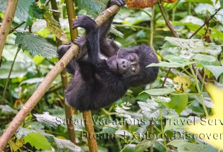 What is Included in the Cost of a 3 Days Gorilla Tour from Kigali to Bwindi?