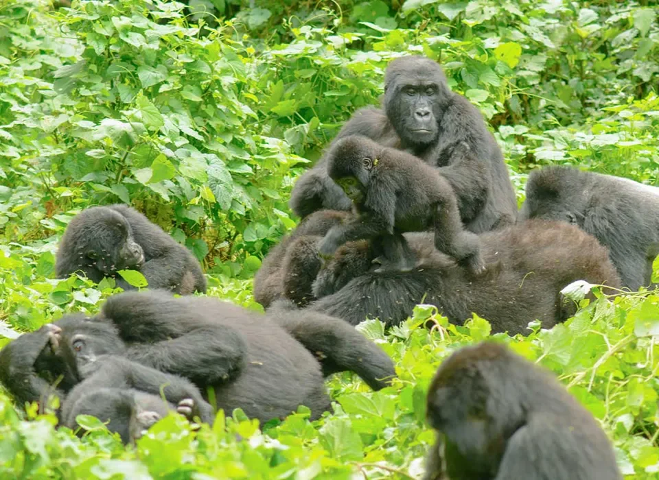 Rushaga Gorilla Safaris from Kigali