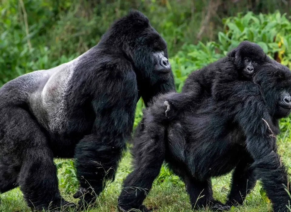 Rwanda Gorilla Trekking Tours