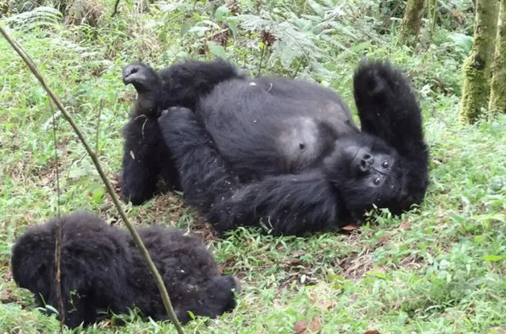Rwandan Gorilla Holidays 2 Rwandan Gorilla Holidays