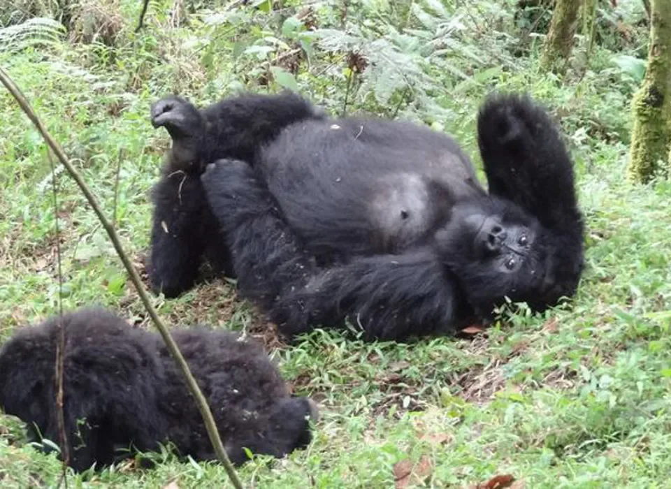 Rwandan Gorilla Holidays