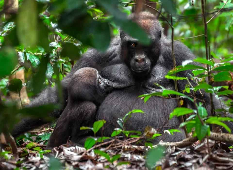 Journey to Bwindi
