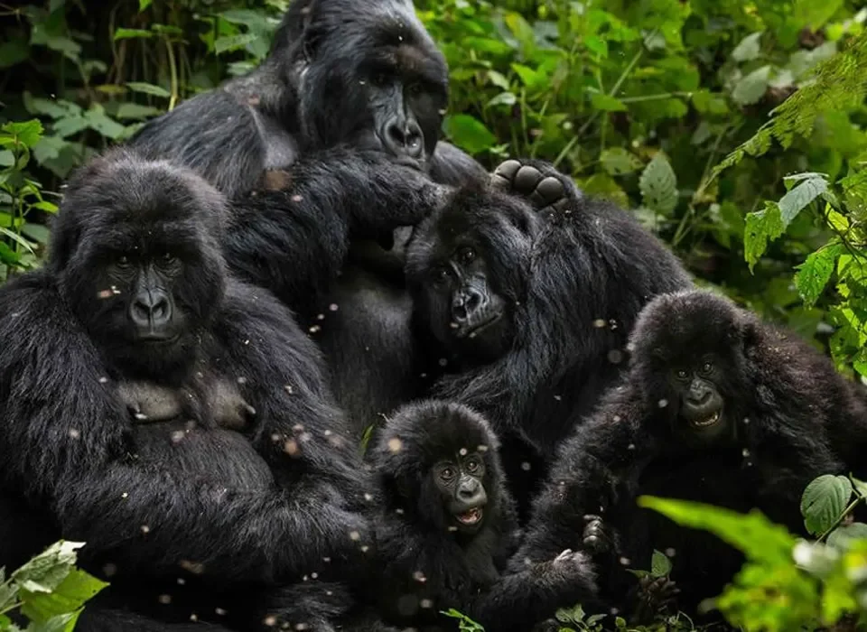 16-Day Uganda Primates and Wildlife Safari