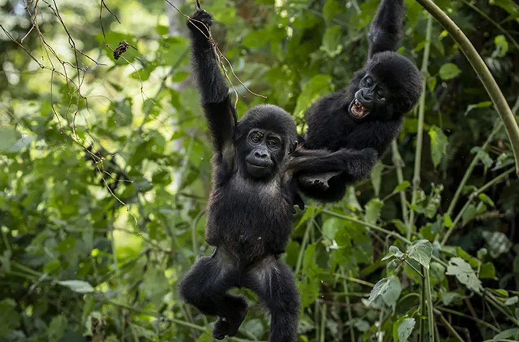 Exploring Kahuzi Biega National Park 2 Top visited National Parks in Rwanda