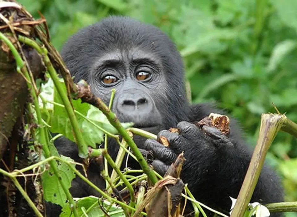 Embark on an exhilarating journey with Safari Vacations and Travel Services as we guide you from the bustling hub of London Heathrow to the breathtaking landscapes of Uganda for an extraordinary Gorilla Trekking experience.