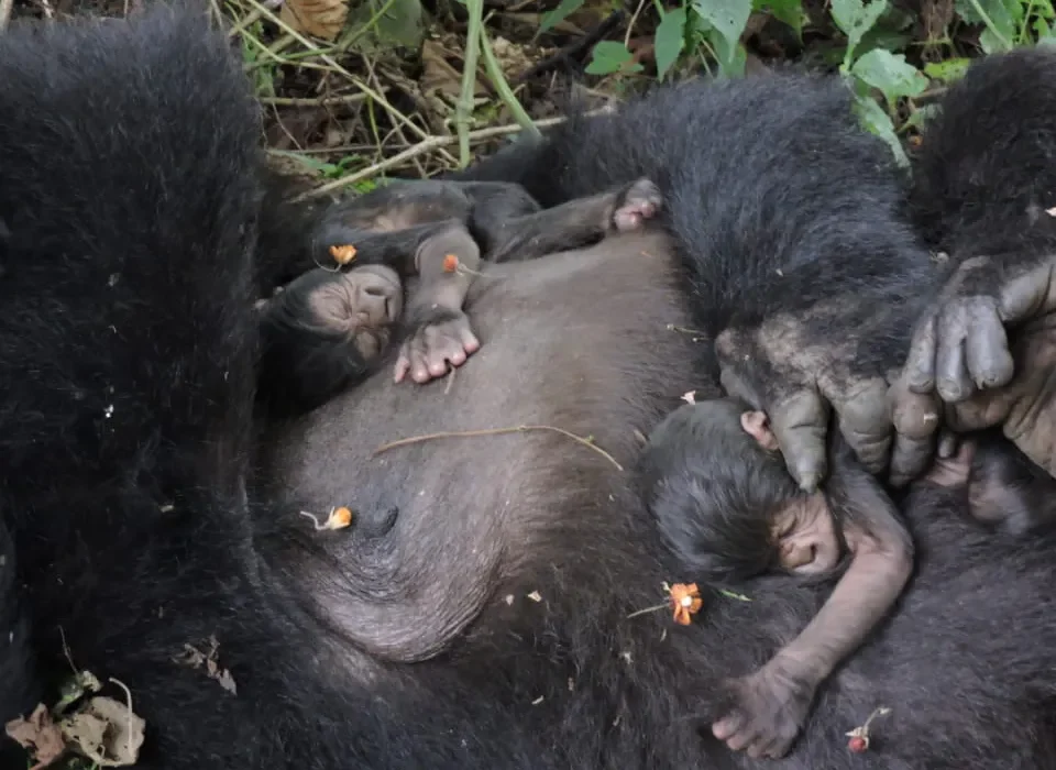 Journey to see gorillas in Uganda
