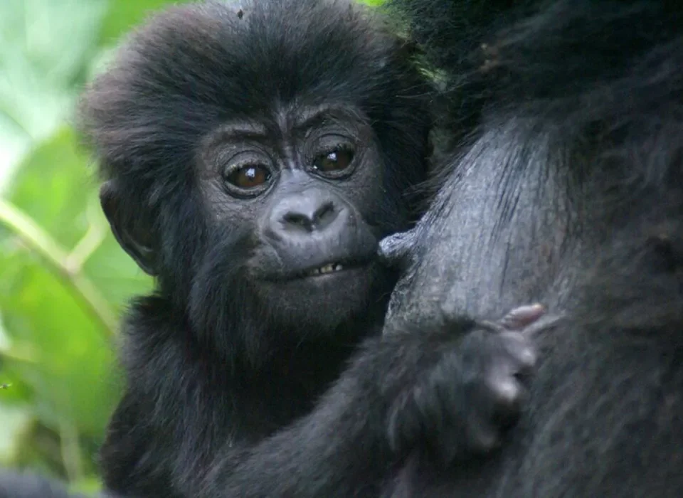 Gorilla Safaris for the Elderly