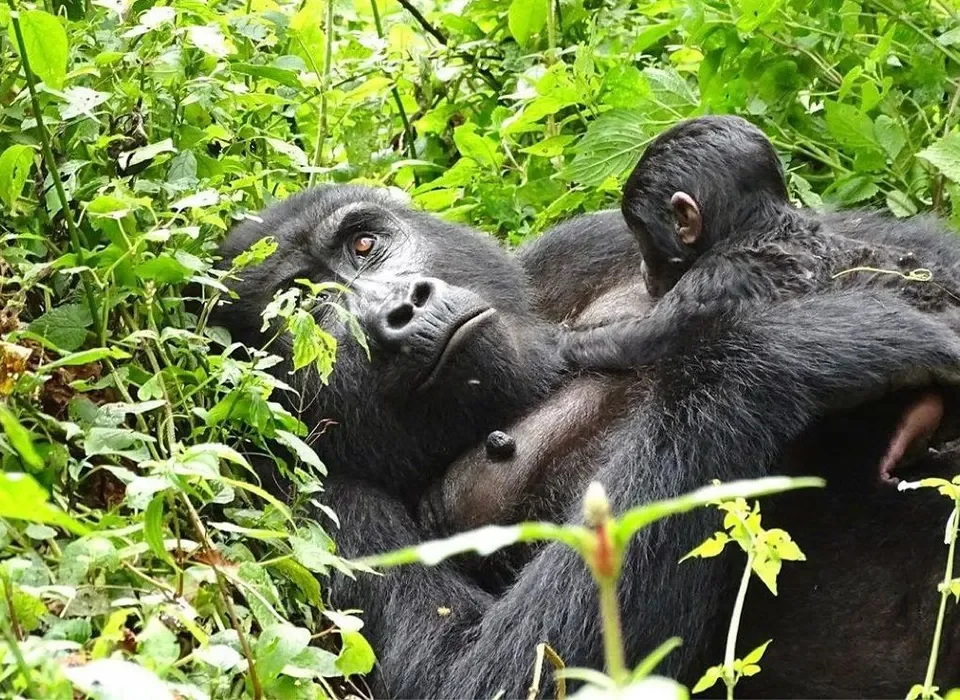 Traveling to Uganda for a Gorilla Safari
