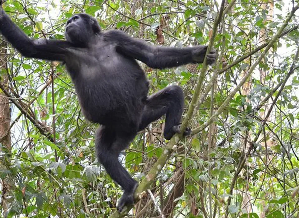 Exploring Bwindi's Altitude and Elevation