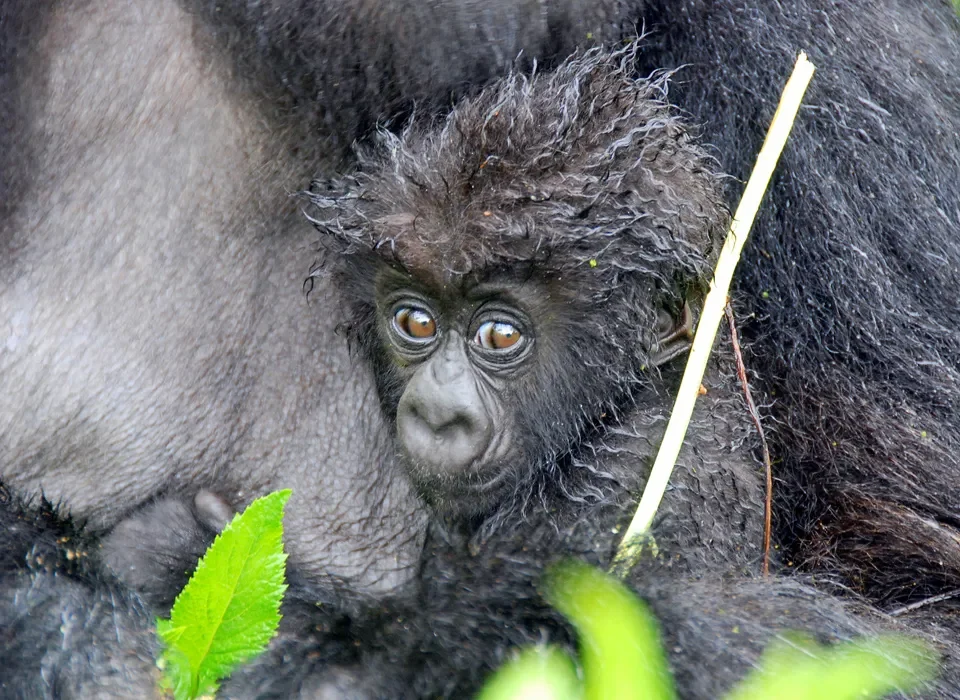 Filming Gorillas in Gabon the  Untamed Wilderness