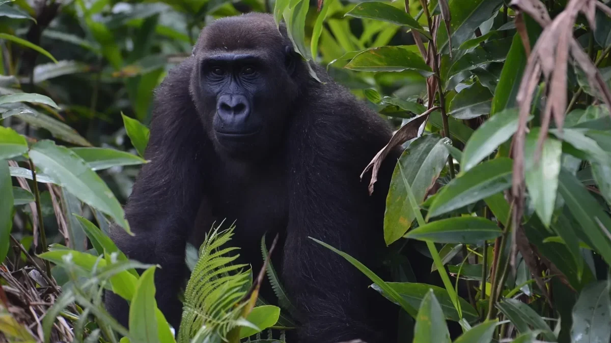 Trekking Gorilla Groups in Uganda