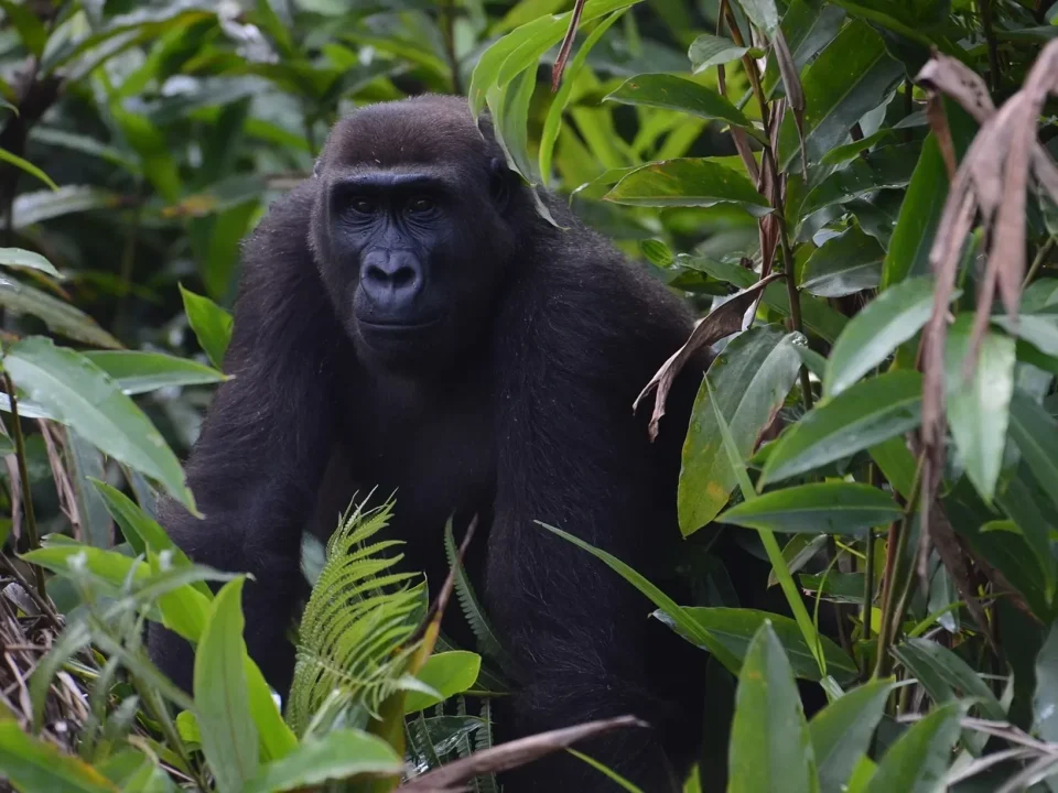 Trekking Gorilla Groups in Uganda