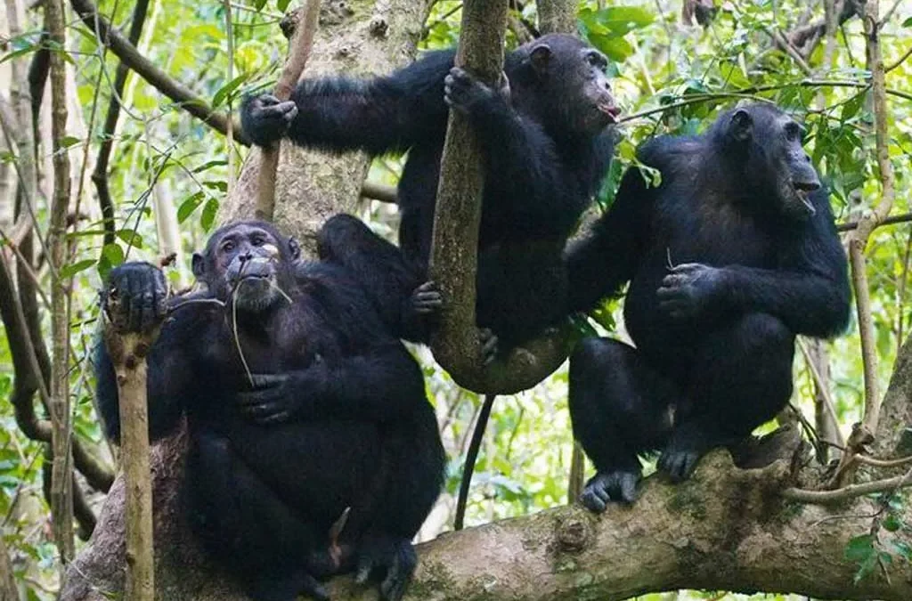 Adventure of Chimpanzee Trekking in Kibale Forest