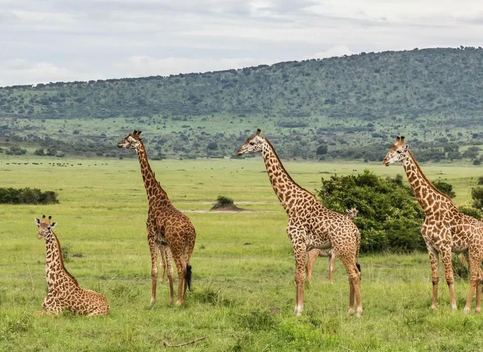 2 Day Akagera National Park Safari