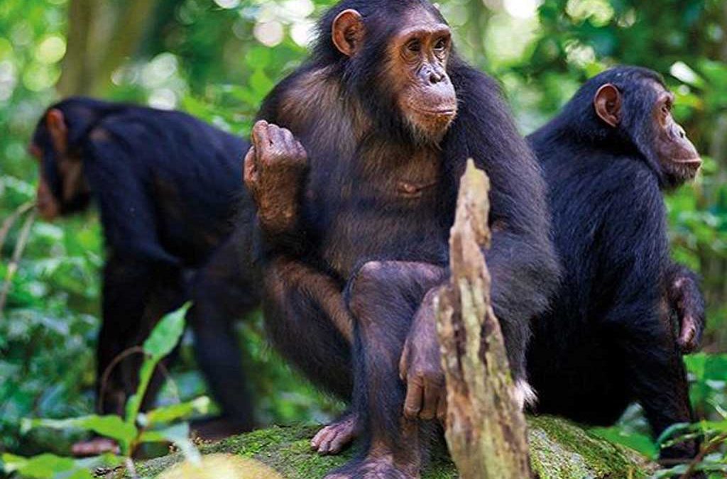 4 Days Uganda Gorilla and Rwanda Chimpanzee Trekking tour
