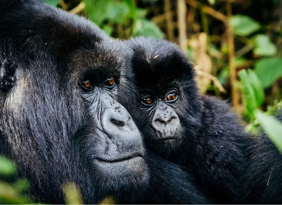 Gorilla Bwindi safari
