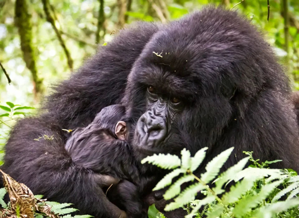 1 Day of Gorilla Trekking