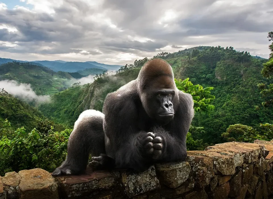 Ape Safaris into the Wilderness
