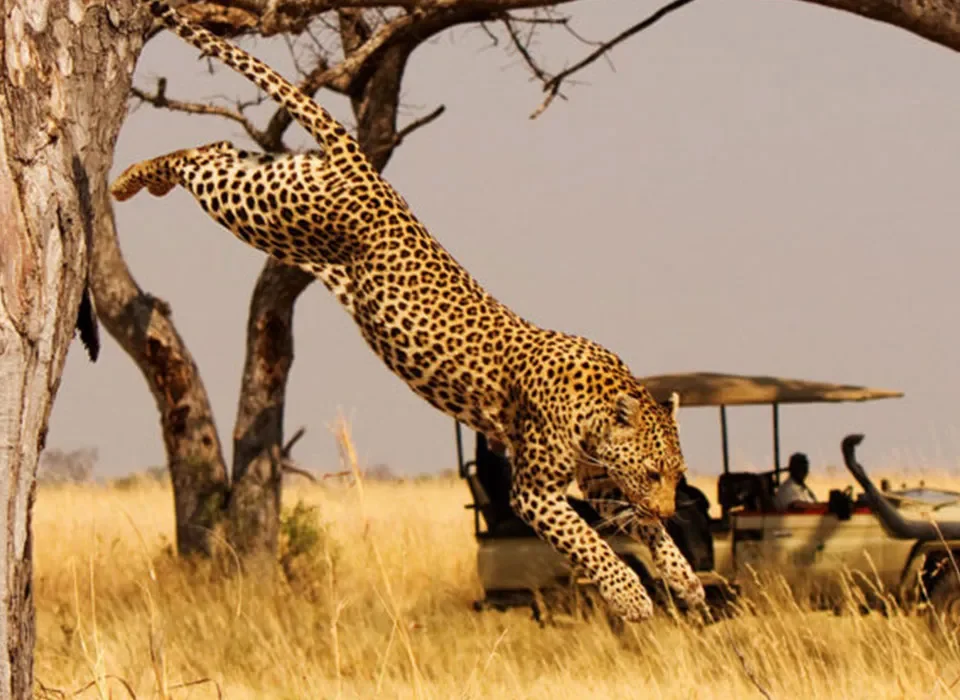 Best Parks in Uganda where you can find Leopards