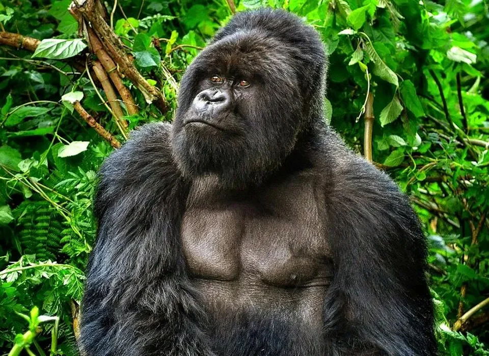 Gorilla group trekking in Congo