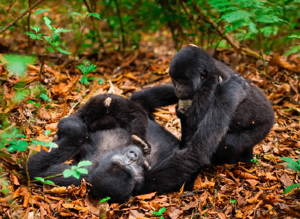 Uganda Small Group Gorilla Tours