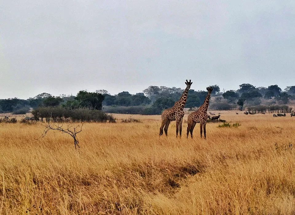 Uganda-Rwanda game drive